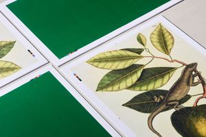 PEYGREEN Karton zur Verarbeitung: sonstige
